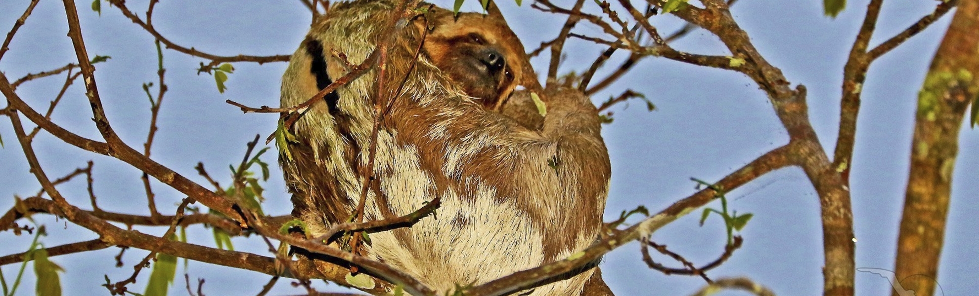 Faultier in den Wäldern von Brasilien