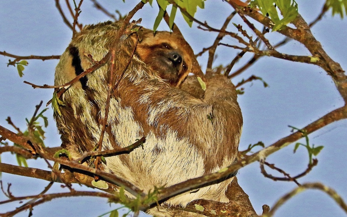 Faultier in den Wäldern von Brasilien