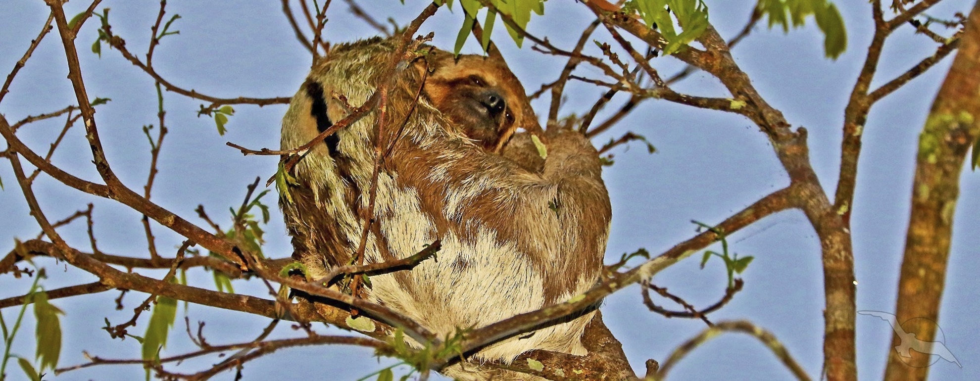 Faultier in den Wäldern von Brasilien