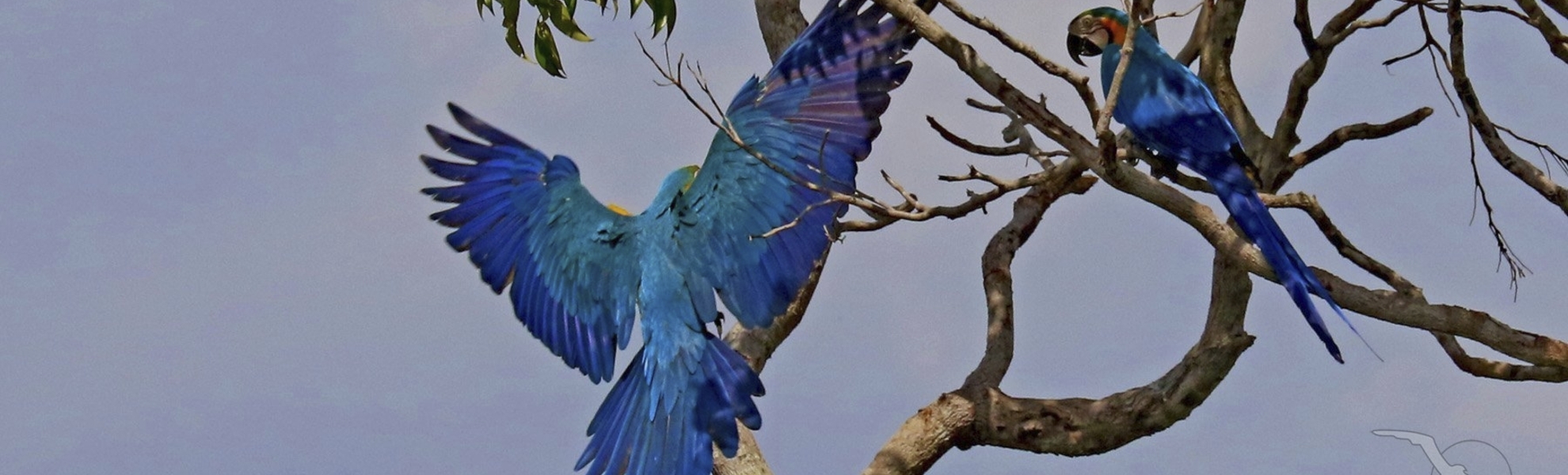 Papagei in den Wäldern von Brasilien