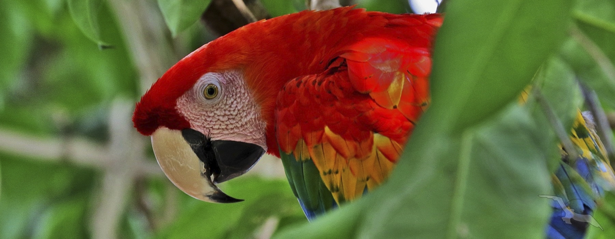Papagei im Regenwald von Brasilien