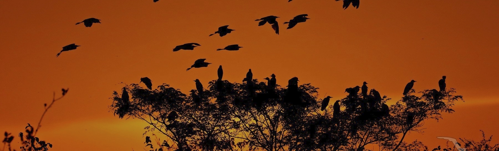 Vögel im Sonnenuntergang, Brasilien