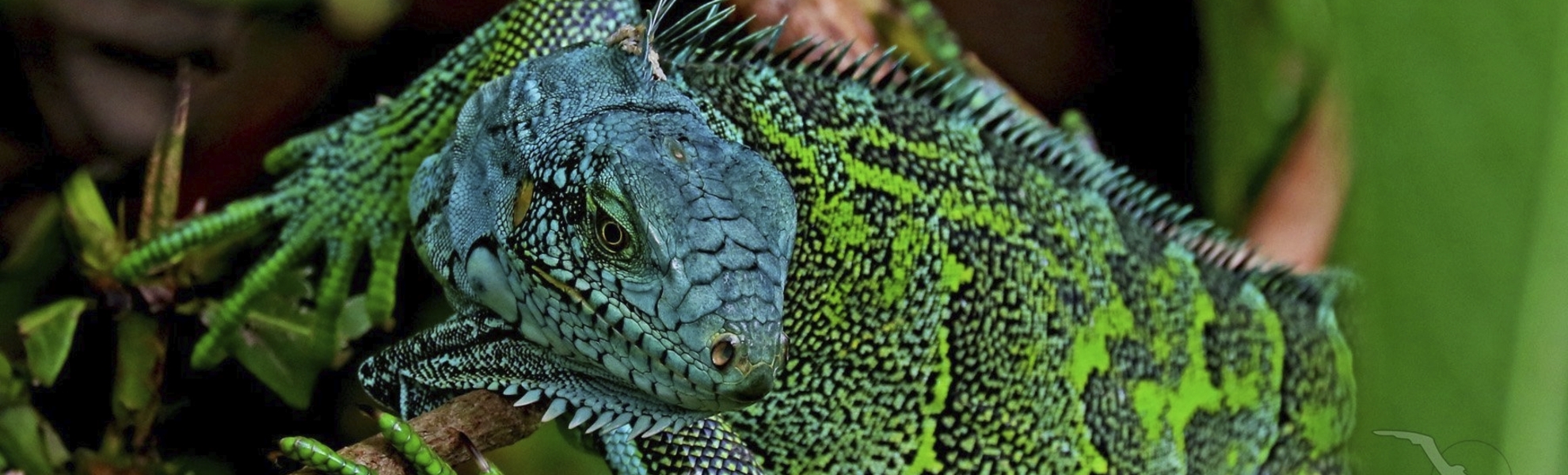 Chamäleon im brasilianischen Wald