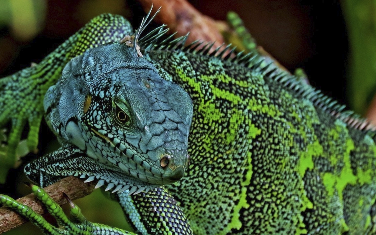 Chamäleon im brasilianischen Wald