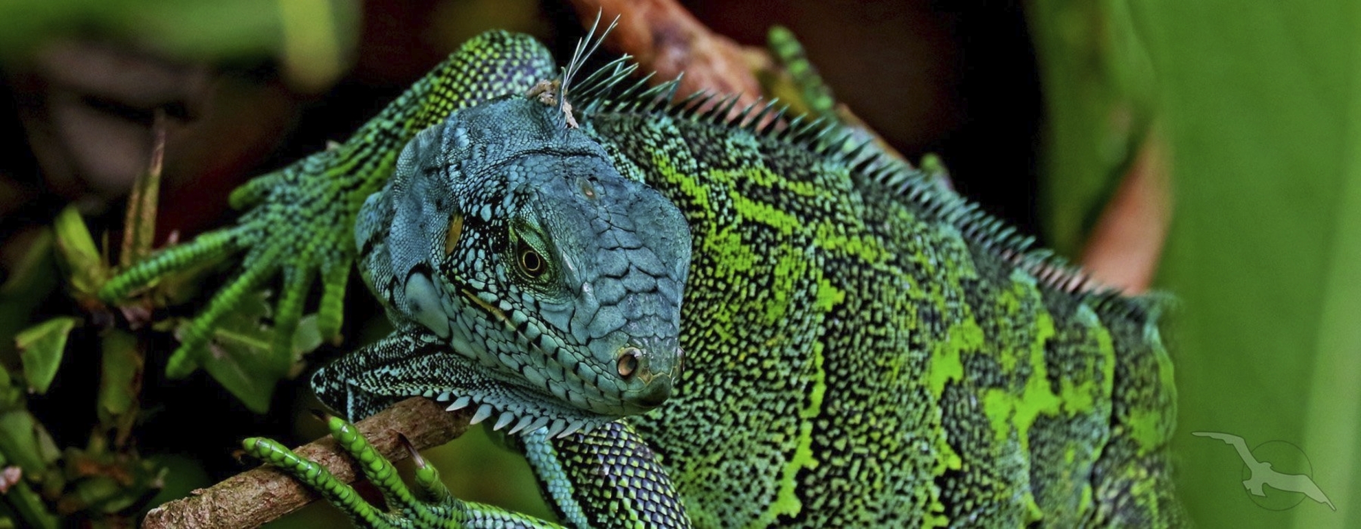Chamäleon im brasilianischen Wald