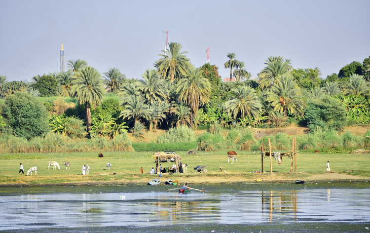 Grüne Nillandschaft mit Tieren in Ägypten