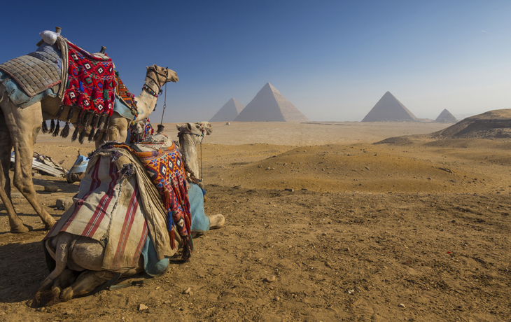 Zwei Kamele weit vor den Pyramiden von Gizeh in Ägypten
