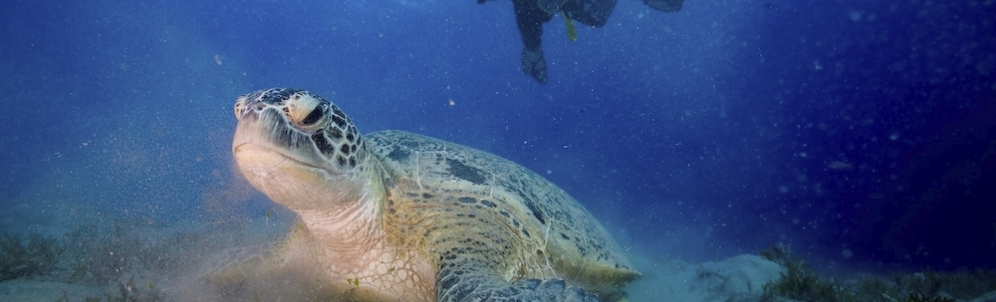 Tauchen beim Mövenpick Resort, El Quseir, Ägypten