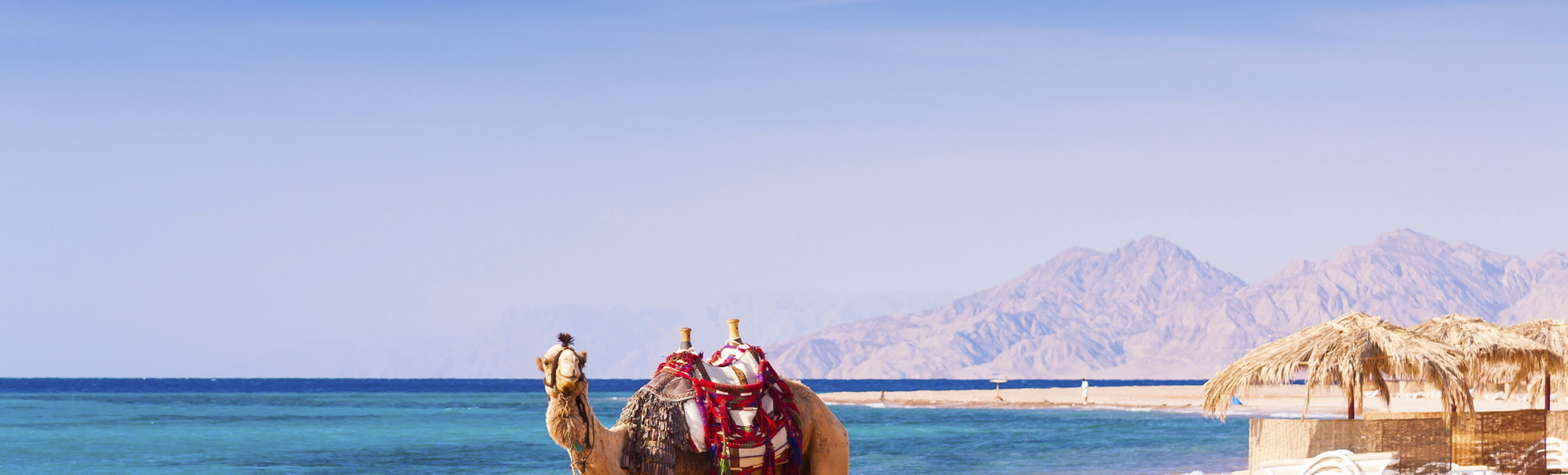 Kamel am Strand, Aegypten