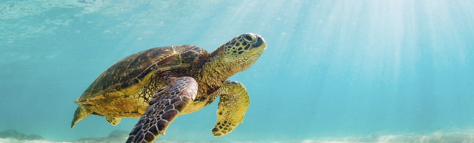 Wasserschildkröte im Roten Meer