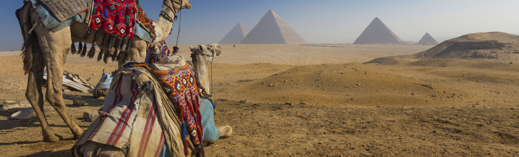 Zwei Kamele weit vor den Pyramiden von Gizeh in Ägypten