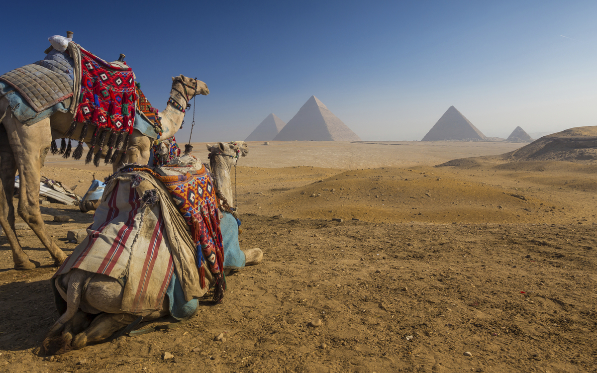 Zwei Kamele weit vor den Pyramiden von Gizeh in Ägypten