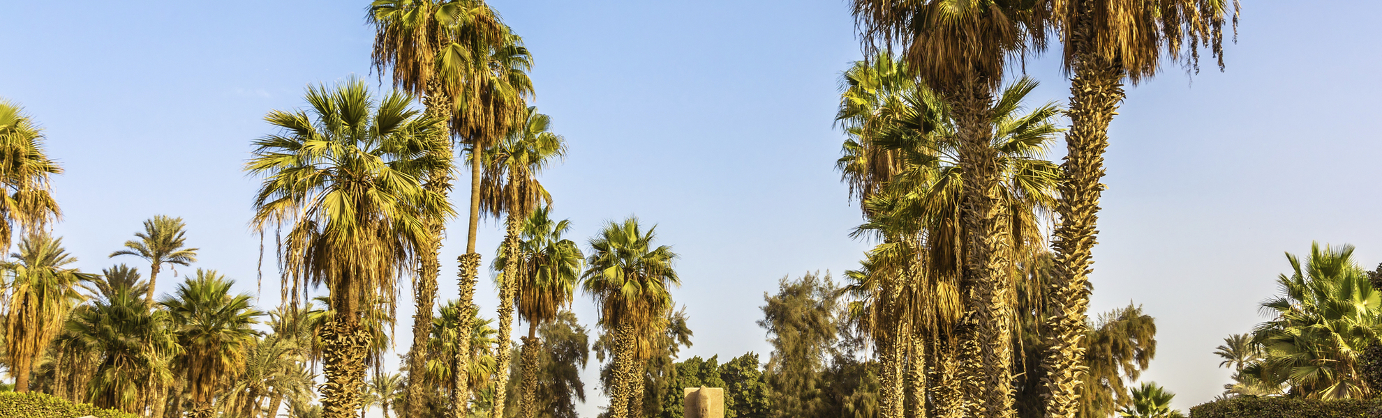 Palmengarten in Memphis, Ägypten
