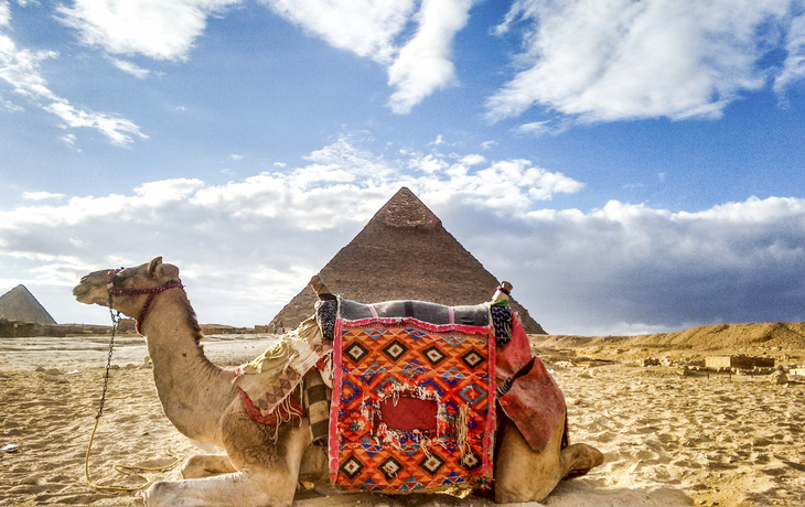 Kamel vor den Pyramiden in Gizeh, Ägypten