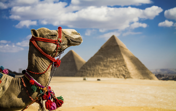 Kamel vor den Pyramiden von Gizeh in Ägypten