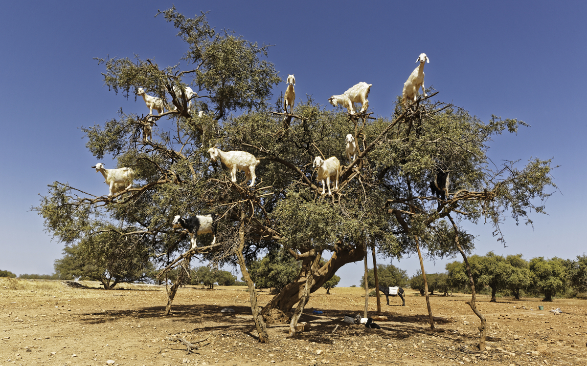Ziegen auf einem Arganbaum, Marokko