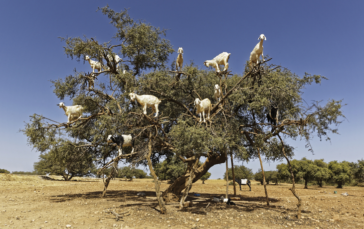 Ziegen auf einem Arganbaum, Marokko