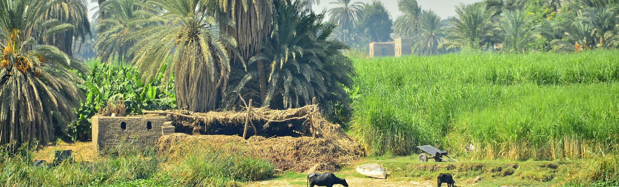 Idyllische Nillandschaft hinter Wasserfront in Ägypten
