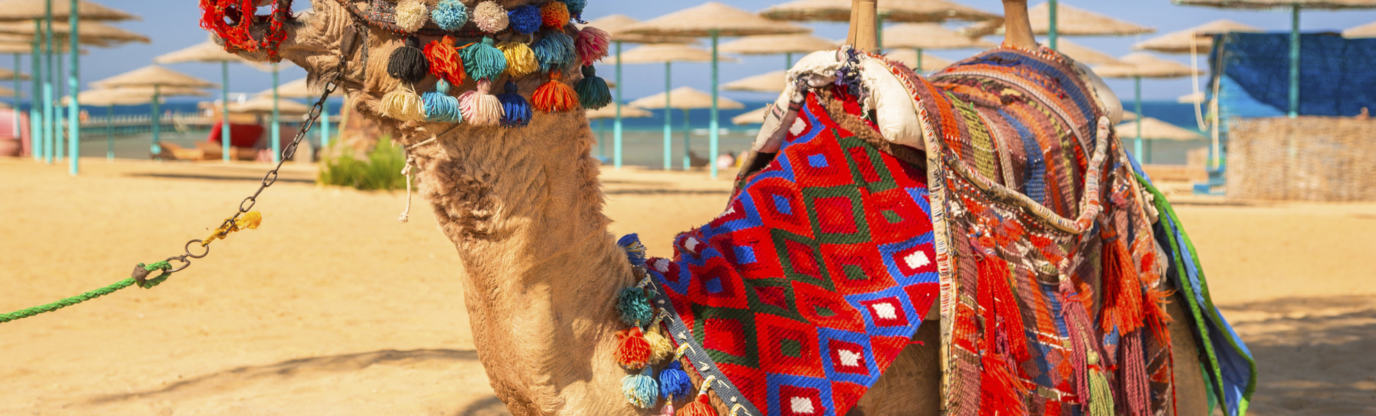 Kamel am Strand von Hurghada, Aegypten