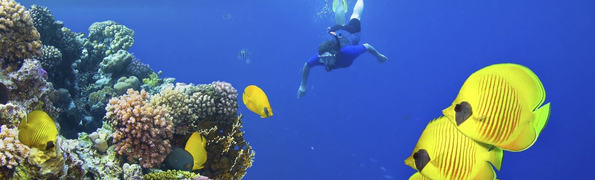 Korallenriff im roten Meer, Ägypten