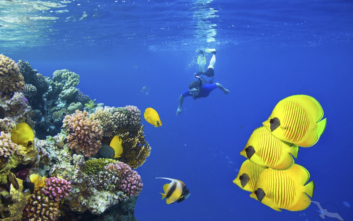 Korallenriff im roten Meer, Ägypten