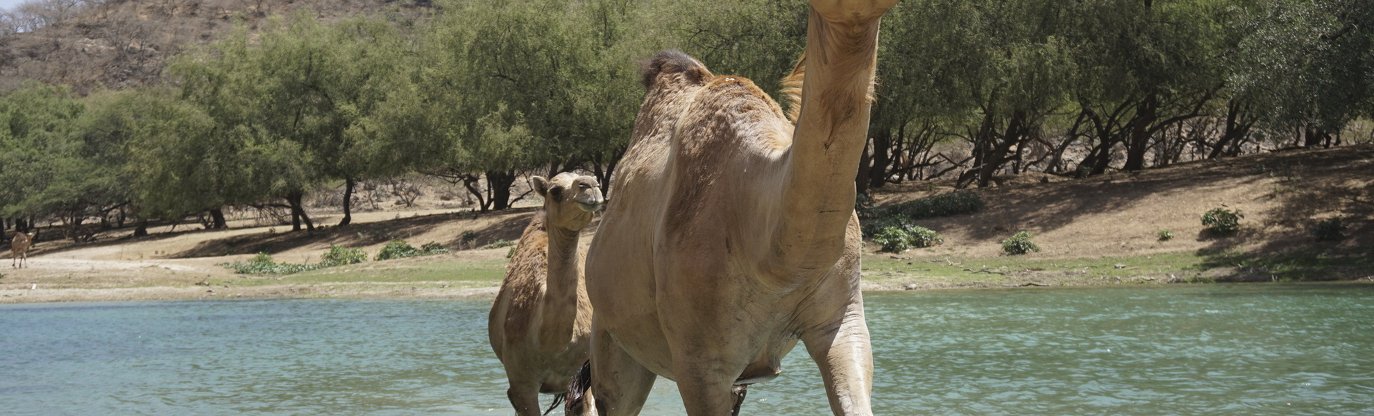 Kamele im Oman