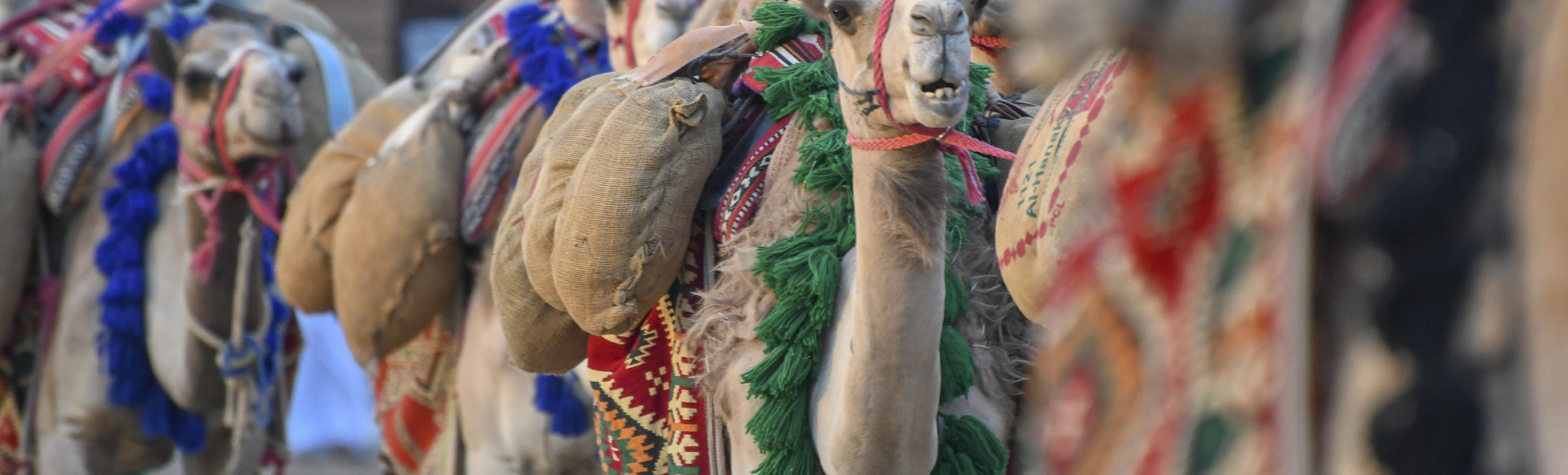 Kamelkarawane, Saudi-Arabien
