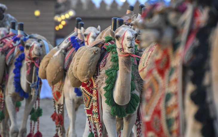 Kamelkarawane, Saudi-Arabien