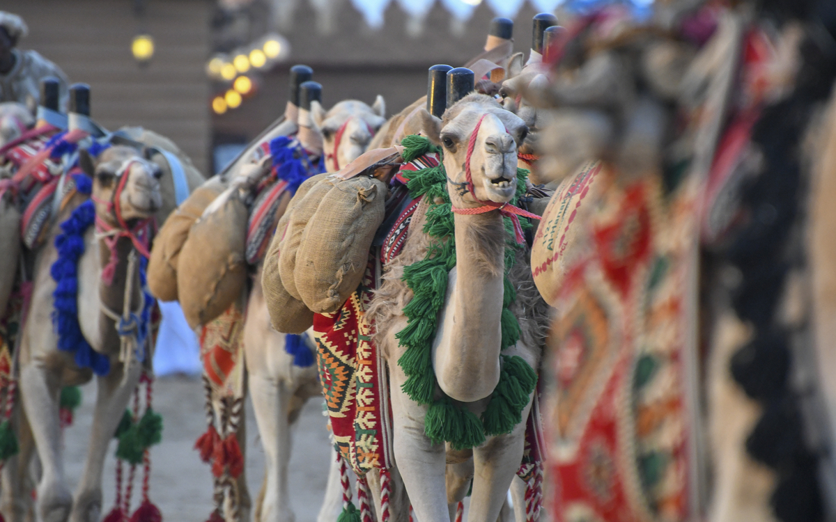 Kamelkarawane, Saudi-Arabien