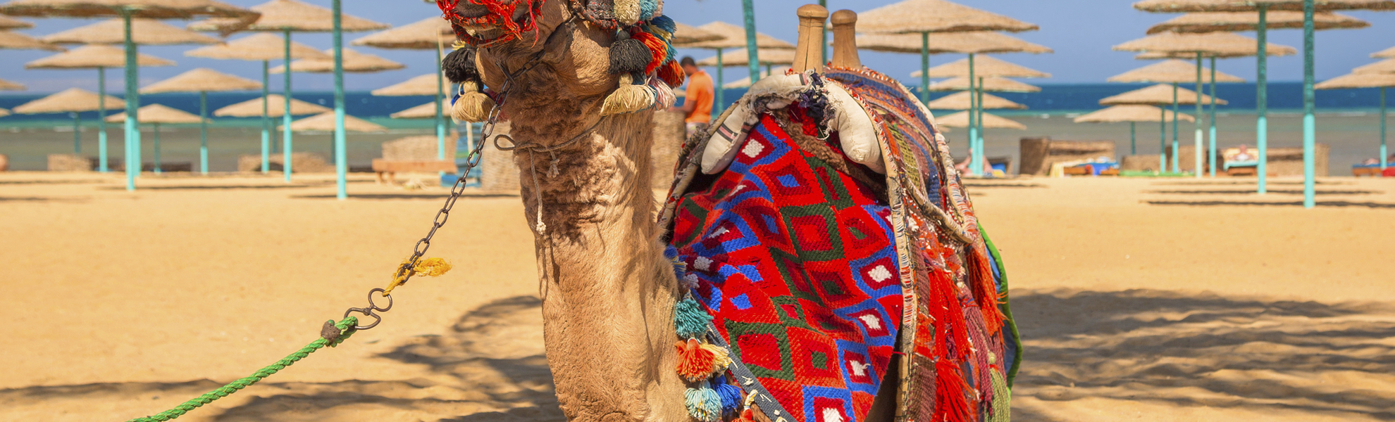 Kamel am Strand von Hurghada, Aegypten