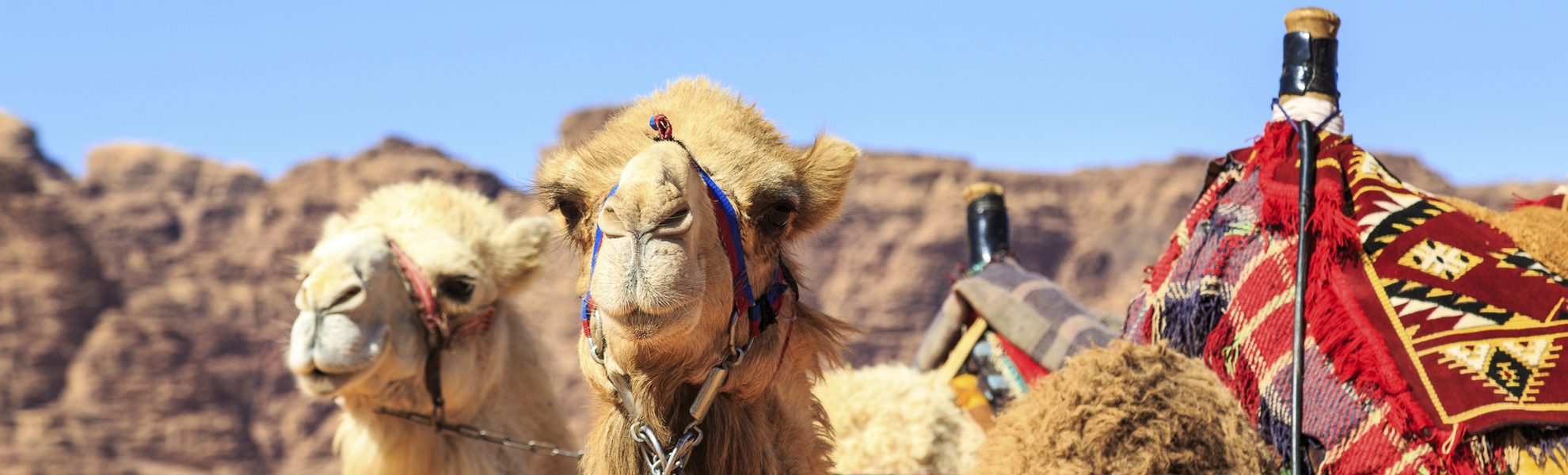 Kamele in Wadi Rum, Jordanien
