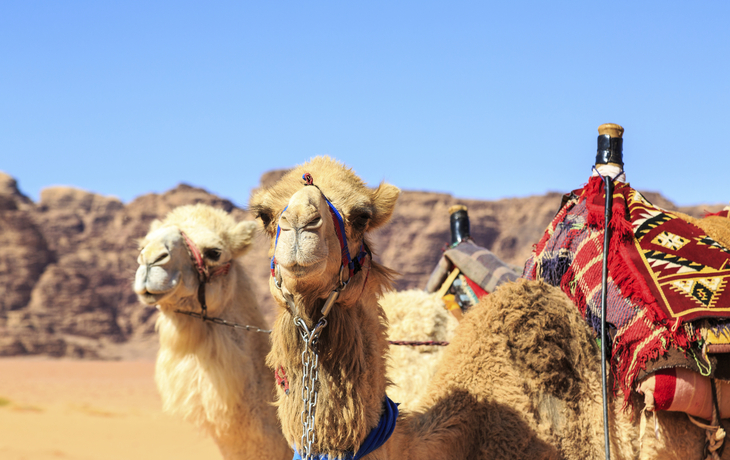 Kamele in Wadi Rum, Jordanien