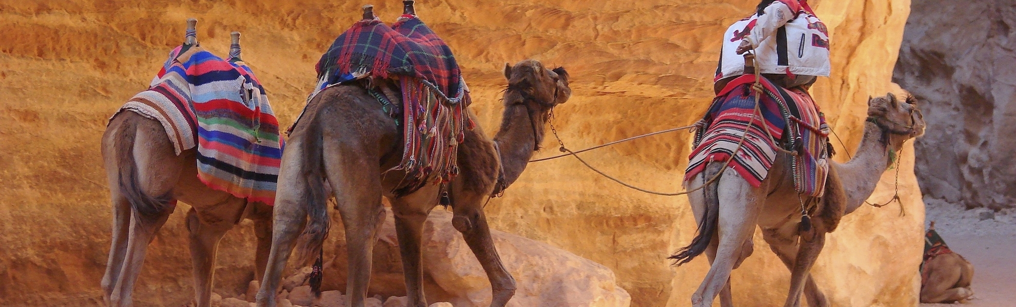 Kamele in Jordanien