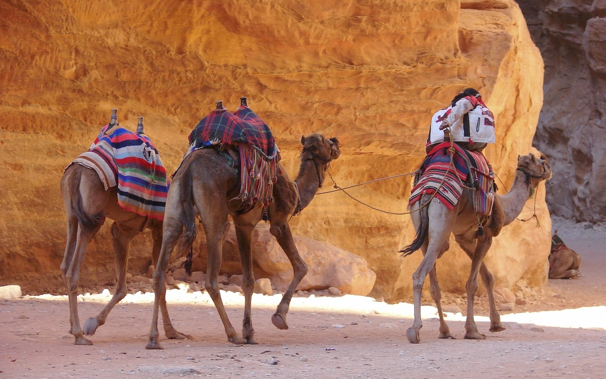 Kamele in Jordanien