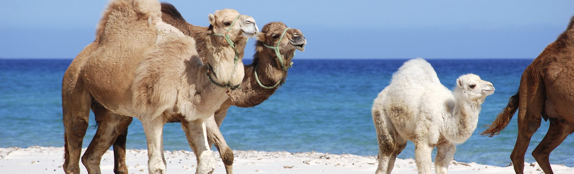 Kamel Familie am Strand von Tunesien
