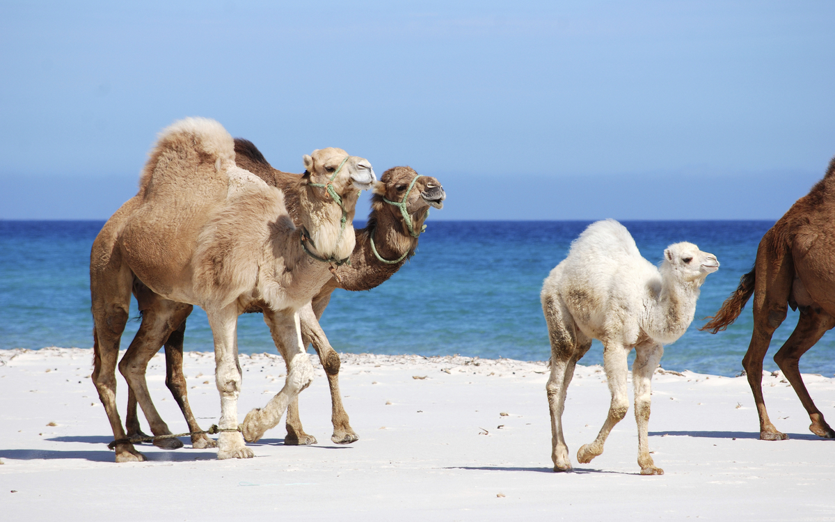 Kamel Familie am Strand von Tunesien