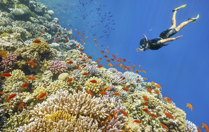 Schnorcheln im Roten Meer