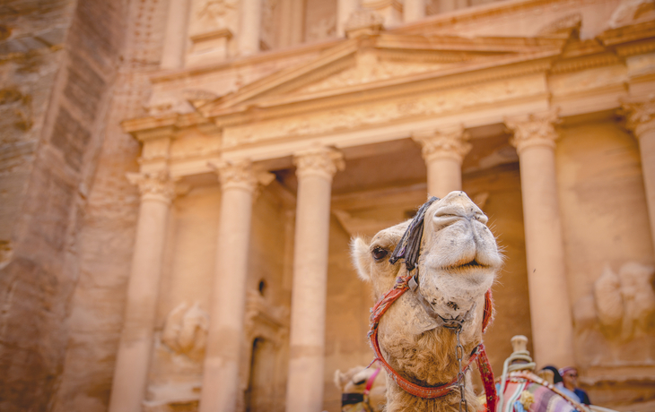 Kamel in der Felsenstadt Petra