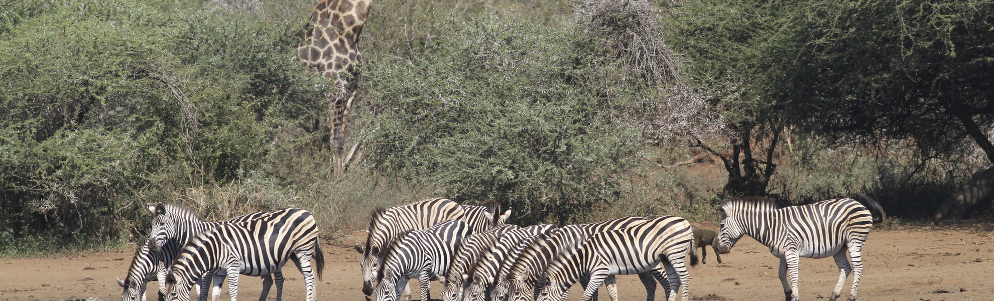 Zebras und Giraffe am Wasserloch
