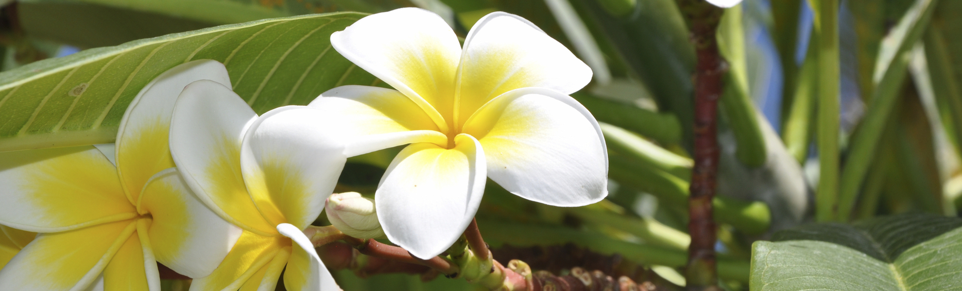 Frangipani Pflanze 