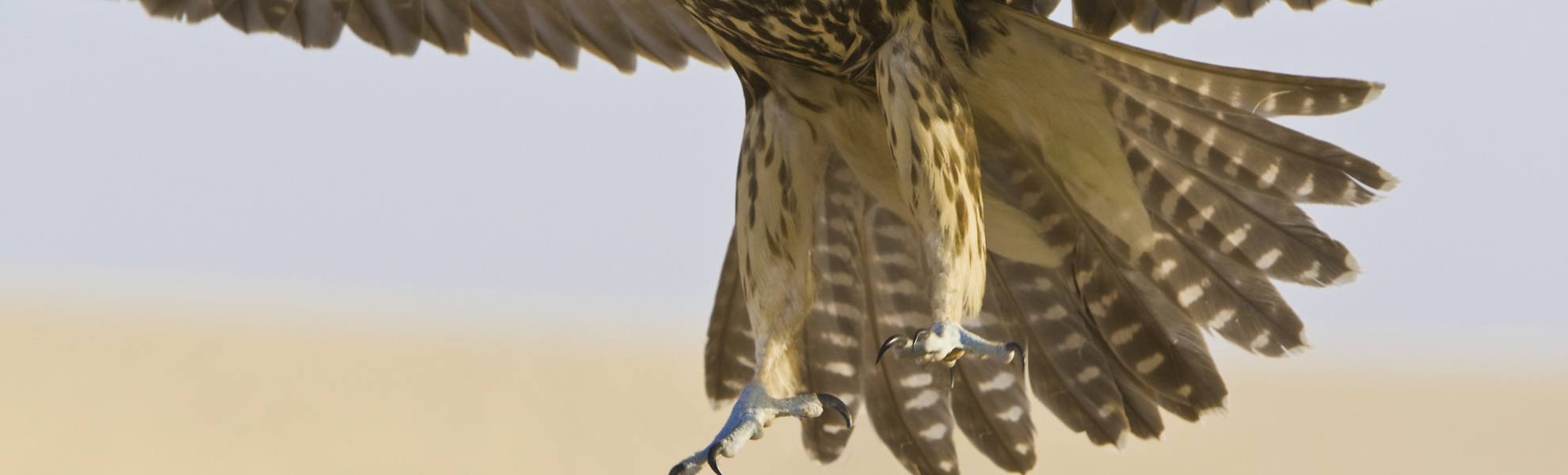 Falke in der Wüste von Dubai, Vereinigte Arabische Emirate