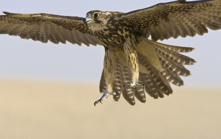 Falke in der Wüste von Dubai, Vereinigte Arabische Emirate