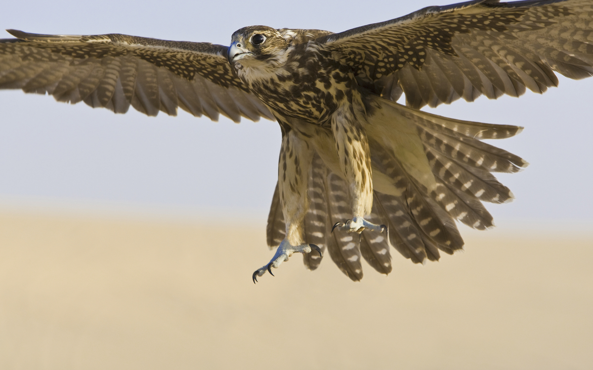 Falke in der Wüste von Dubai, Vereinigte Arabische Emirate