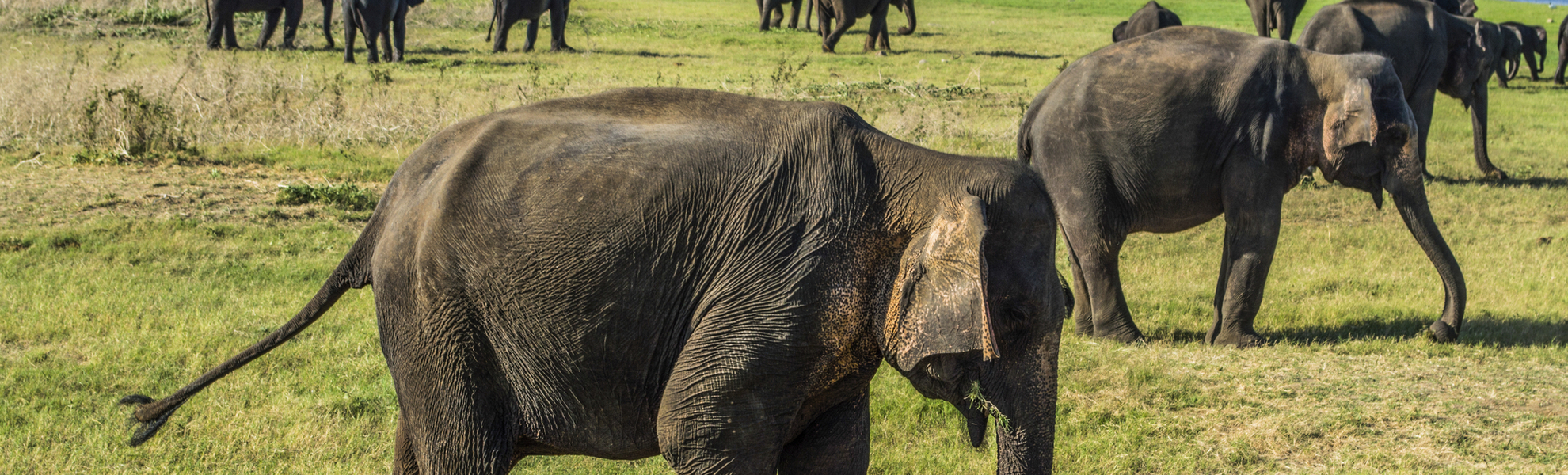 Elefanten im Minneriya Nationalpark, Sri Lanka