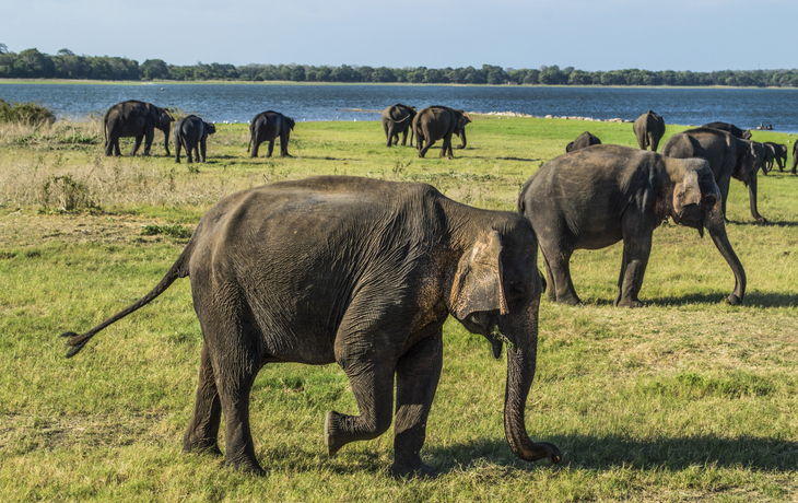 Elefanten im Minneriya Nationalpark, Sri Lanka