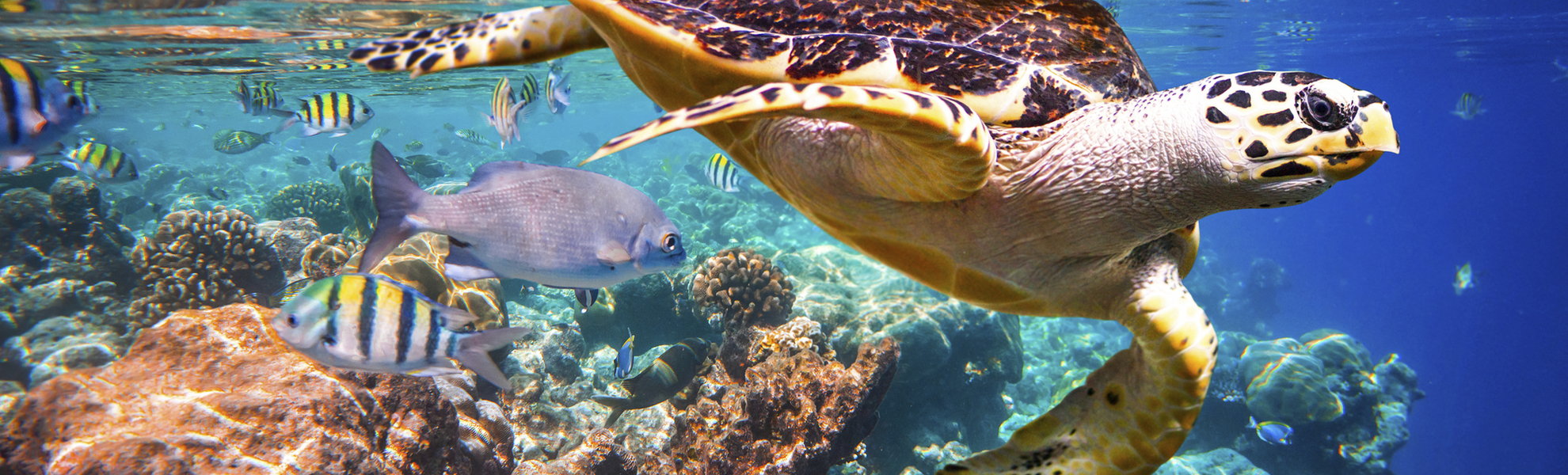 Schildkröte an Korallenriff