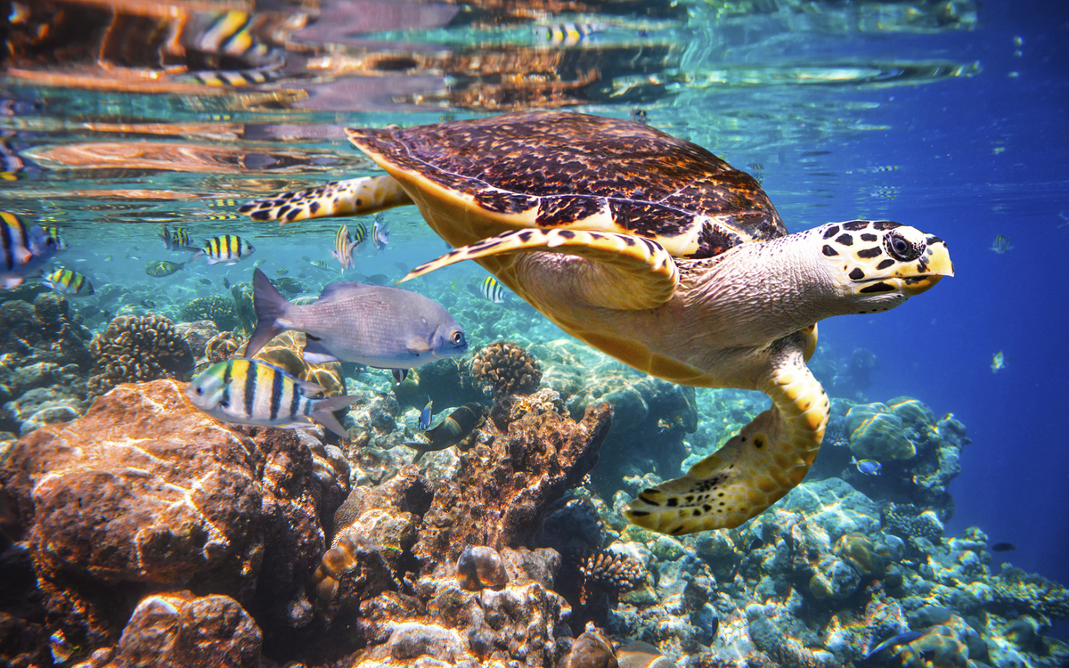 Schildkröte an Korallenriff