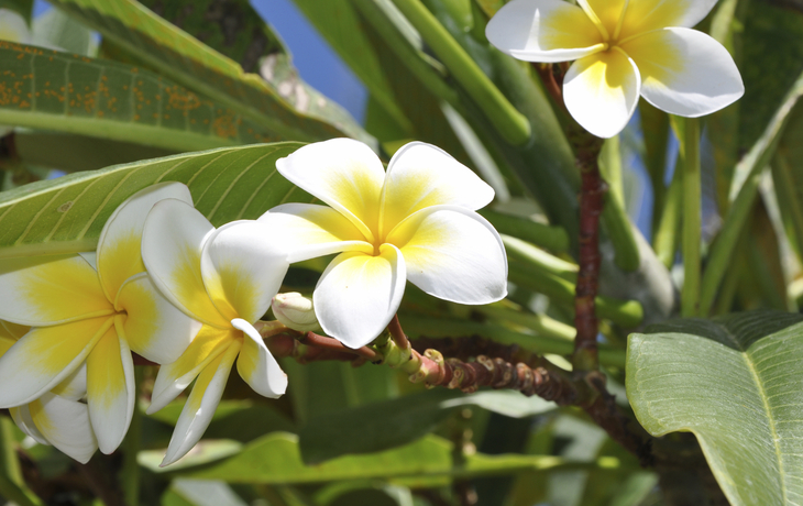 Frangipani Pflanze 