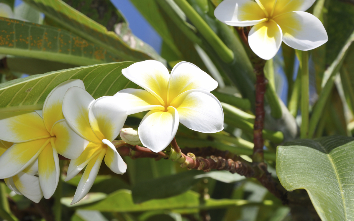 Frangipani Pflanze 