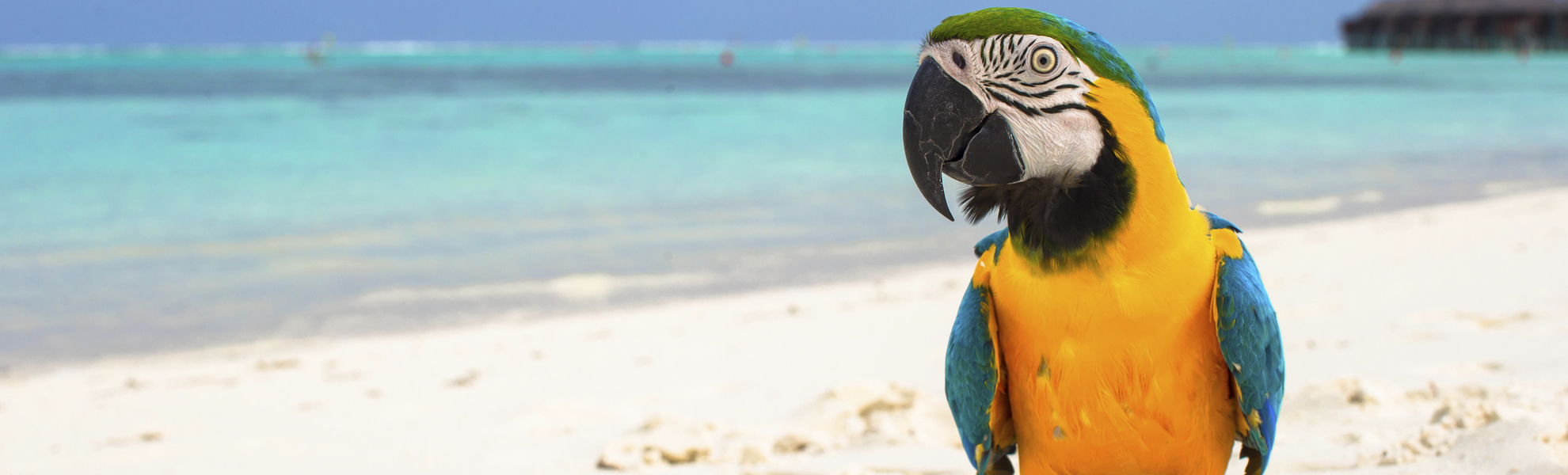 Papagei am Strand der Malediven